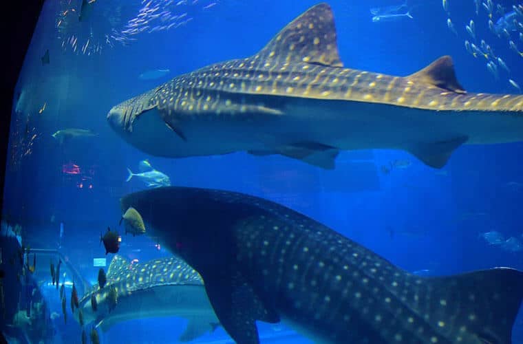 美麗海水族館