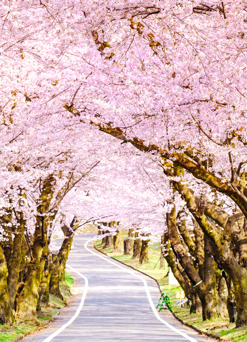 二本の葦束、音信、博多都 桜花盛開 燦若星河六日