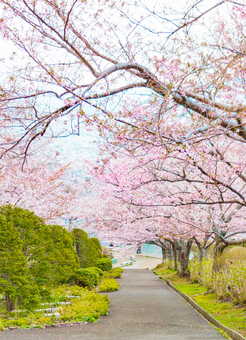 支笏湖鶴雅 碧之座、Chalet Ivy定山溪 春賞桜花 悠然桜狩五日