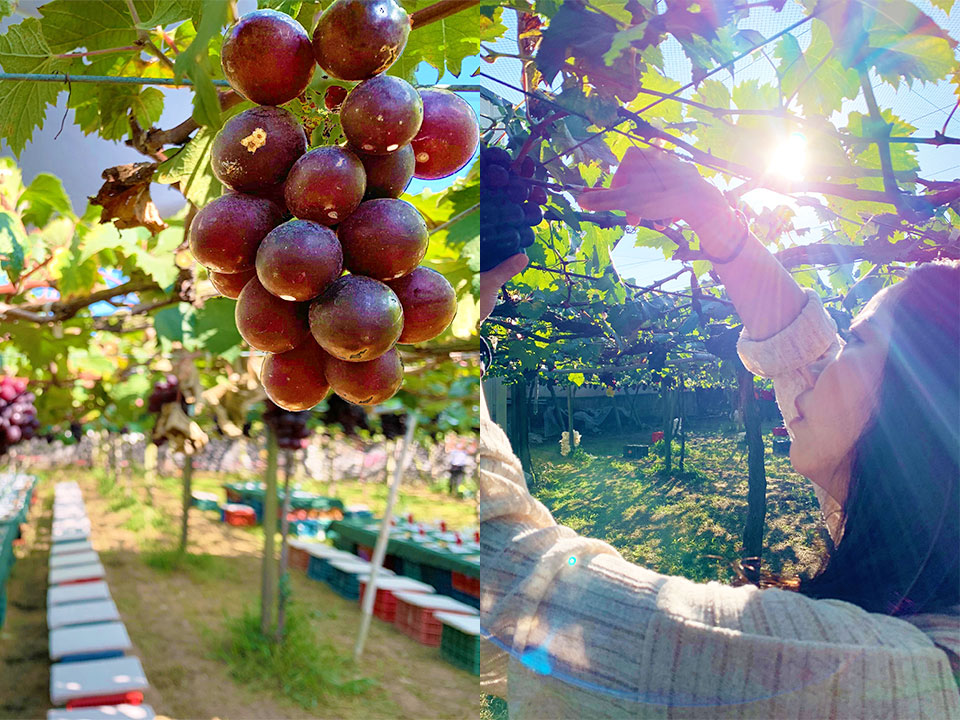 新峰農場葡萄莊園1