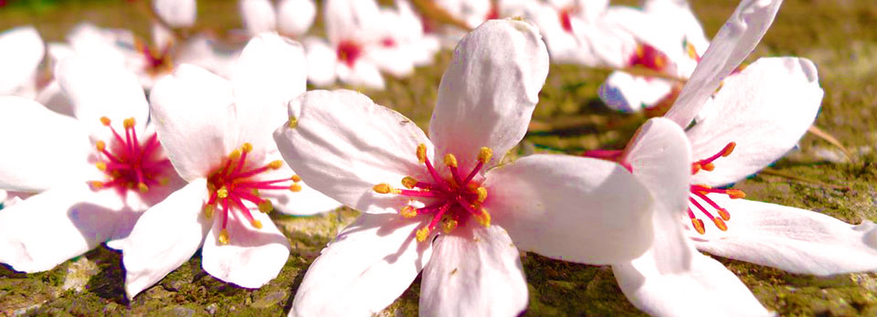 油桐花