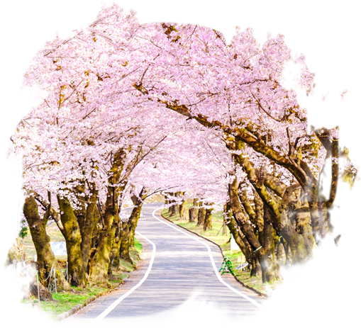 東北 漫享秘境賞櫻 七日