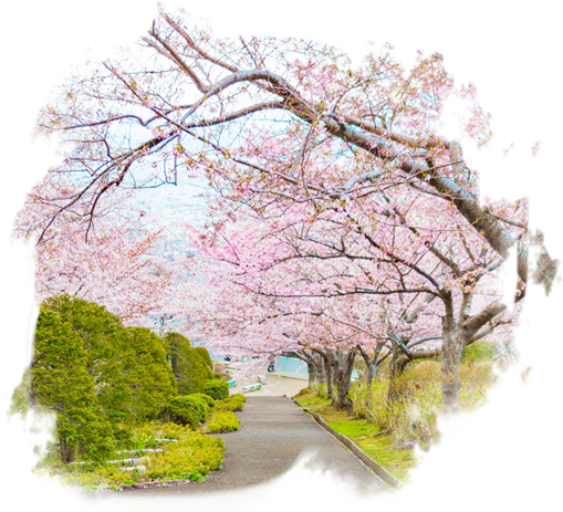 北海道 悠然桜狩賞櫻 五日