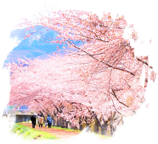 北海道 陶朱漫享賞櫻 六日