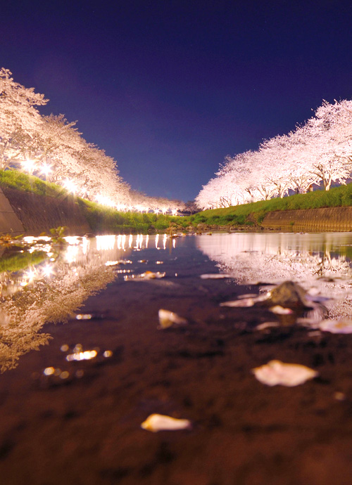 二本の葦束、音信、博多都 桜花盛開 燦若星河六日