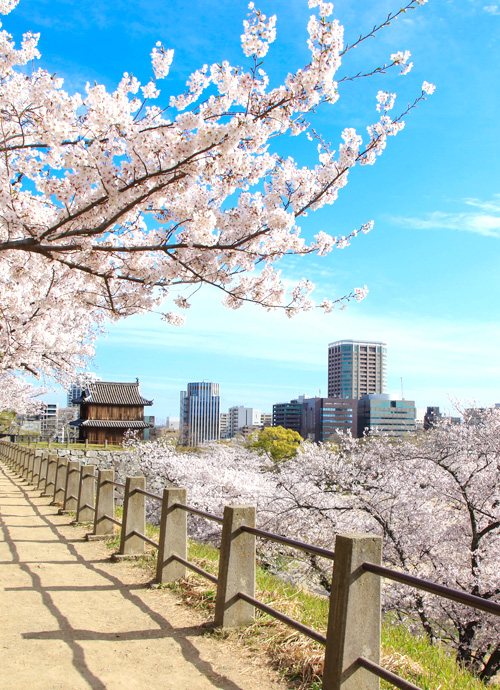 無量塔、音信、博多都 北九州 桜花盛開賞櫻六日