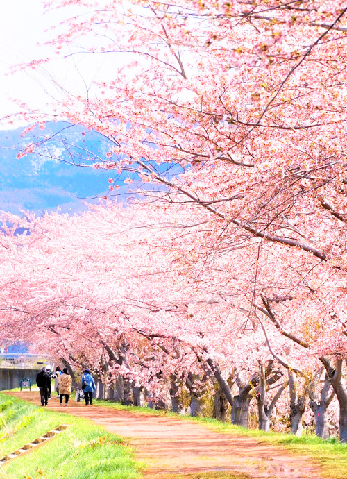 支笏湖 碧之座、坐忘林、定山溪 北海道 陶朱漫享賞櫻六日