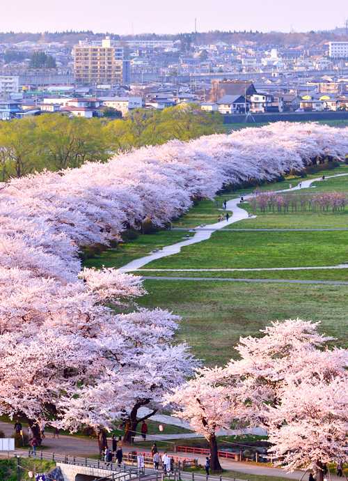 日光 麗思卡爾頓、竹泉莊、花卷溫泉 東北 櫻花百選賞櫻七日